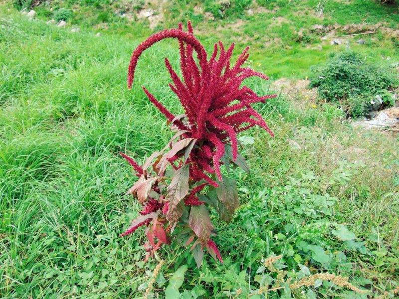 Amaranthus cfr. cruentus