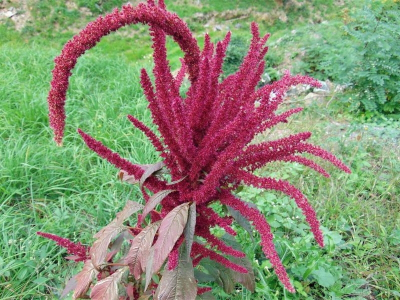 Amaranthus cfr. cruentus
