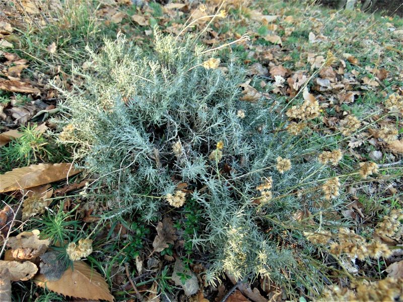 Helichrysum italicum