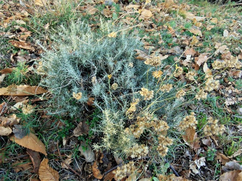 Helichrysum italicum