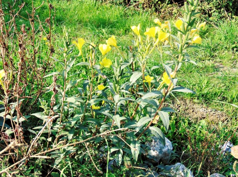 Oenothera sp., Onagraceae