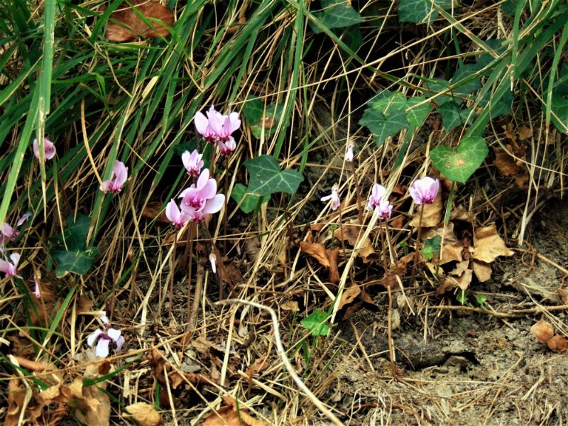 Cyclamen sp.