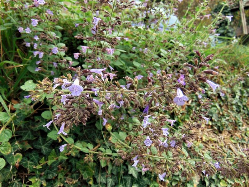 Clinopodium nepeta (= Calamintha nepeta)