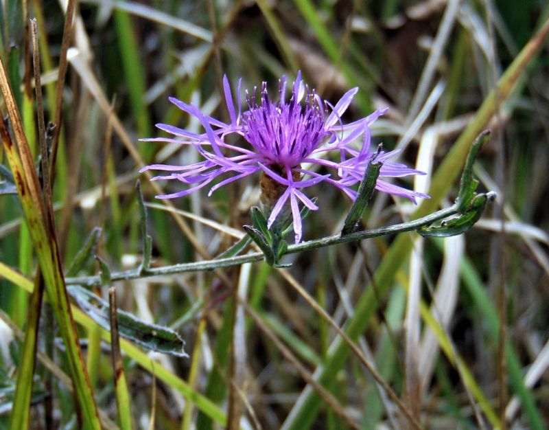 Centaurea sp.