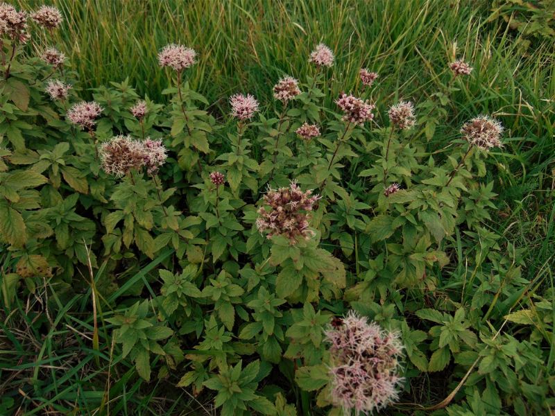 Eupatorium cannabinum