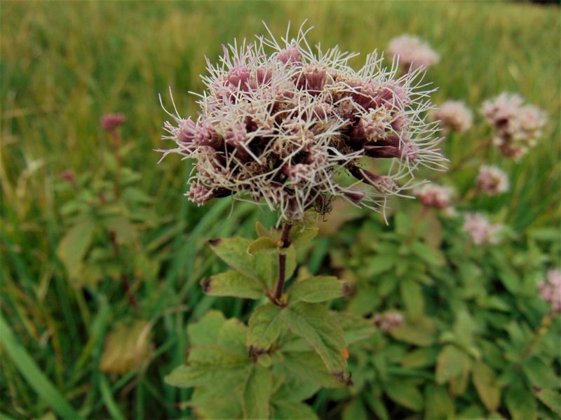 Eupatorium cannabinum