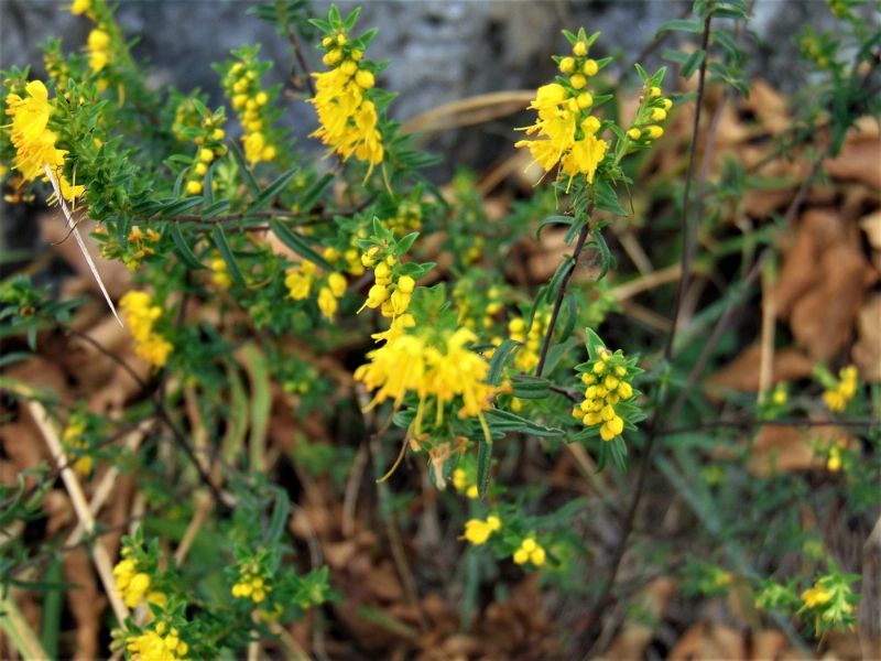 Odontites luteus