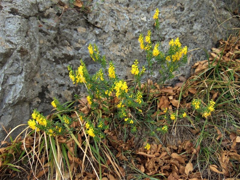 Odontites luteus