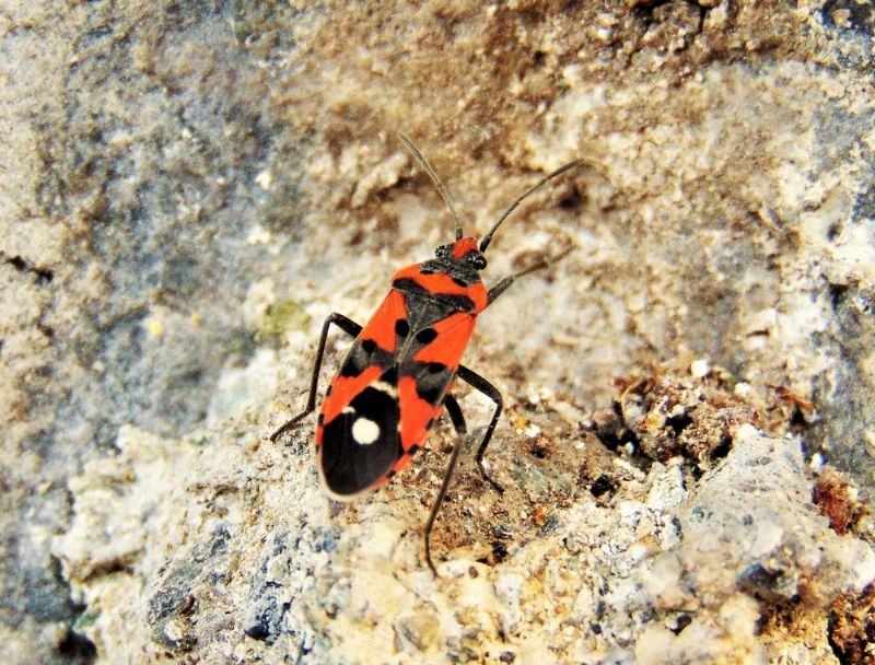 Lygaeidae:  Lygaeus equestris