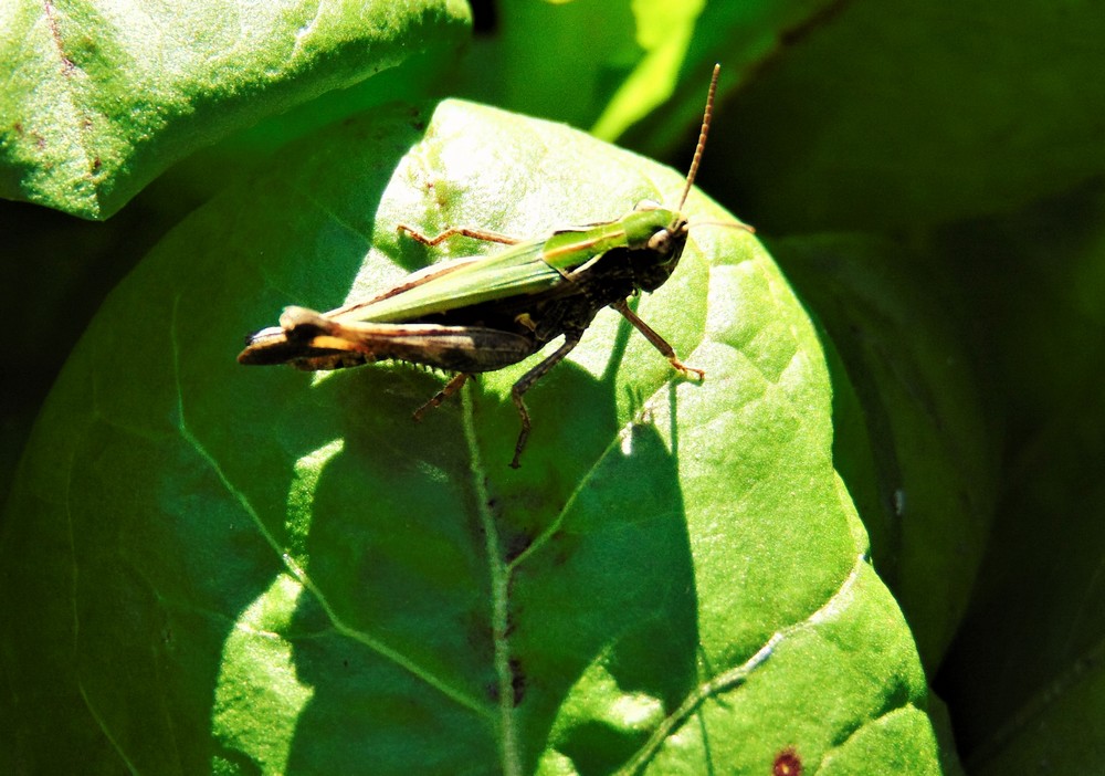 grillo?  No, cavaletta: Omocestus rufipes (Acrididae)