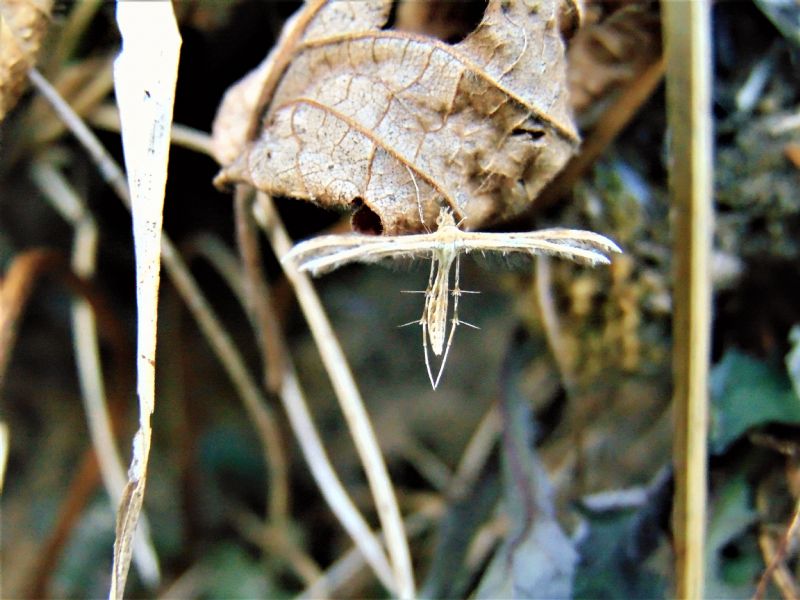 Pterophoridae da id.