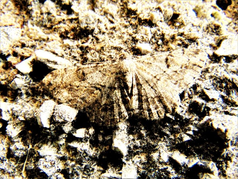 Farfalla da determinare: Peribatodes rhomboidaria - Geometridae