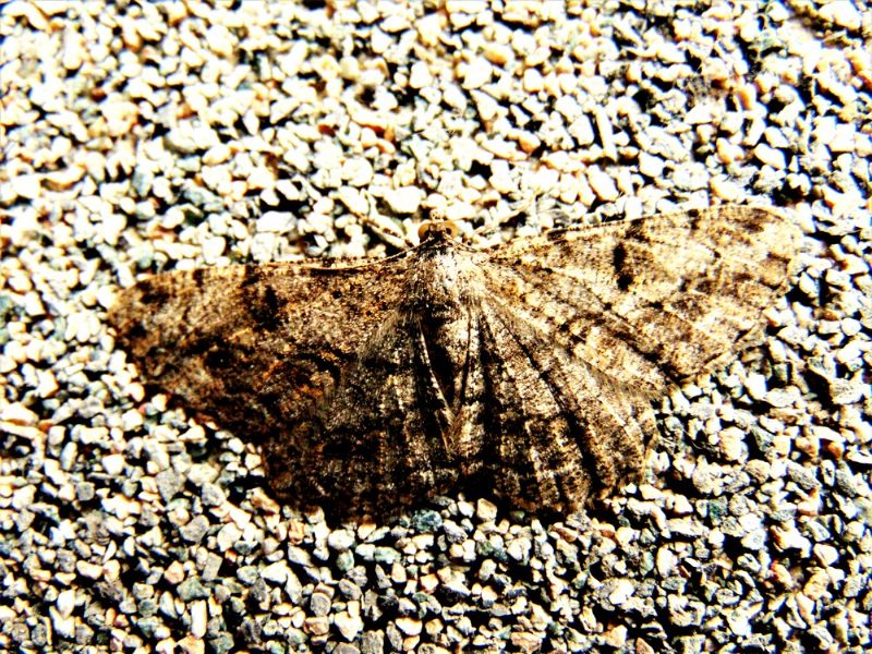 Farfalla da determinare: Peribatodes rhomboidaria - Geometridae