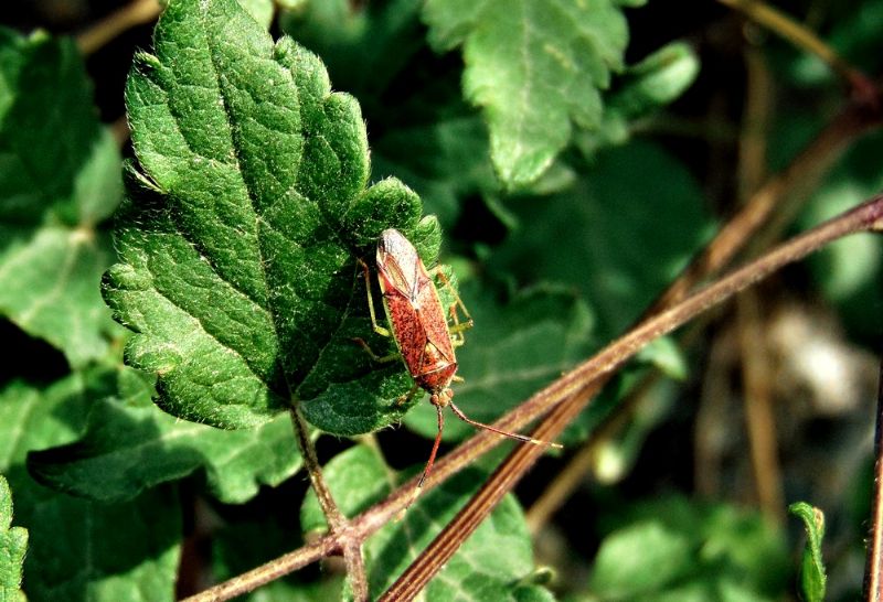 cimice da determinare