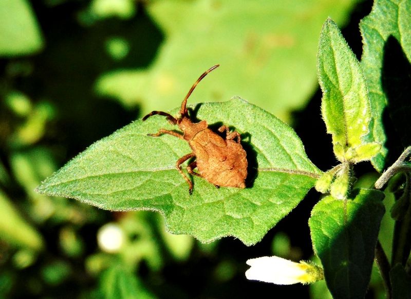 Coreidae: ninfa di Coreus marginatus