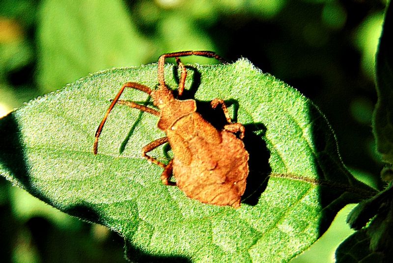 Coreidae: ninfa di Coreus marginatus