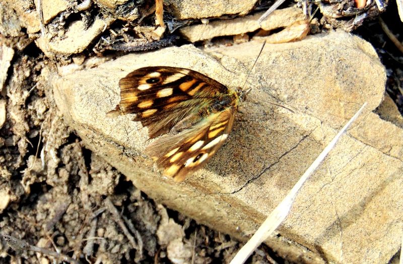 Pararge aegeria (Nymphalidae Satyrinae)