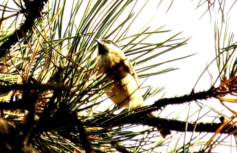 Cincia bigia (Poecile palustris)