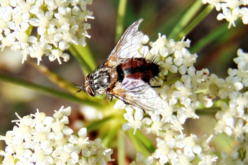 Tachinidae: Tachina sp.