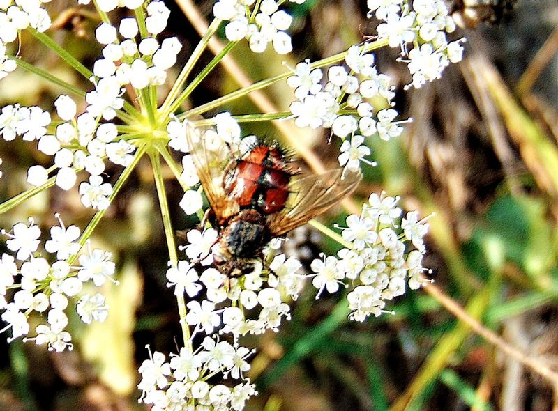 Tachinidae: Tachina sp.