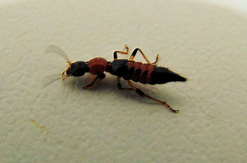 Staphylinidae: cfr. Paederus sp.