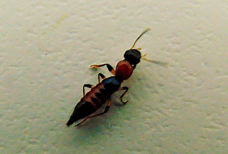 Staphylinidae: cfr. Paederus sp.