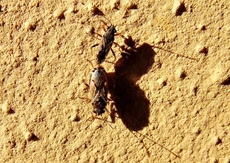 Lygaeidae: Nysius sp.