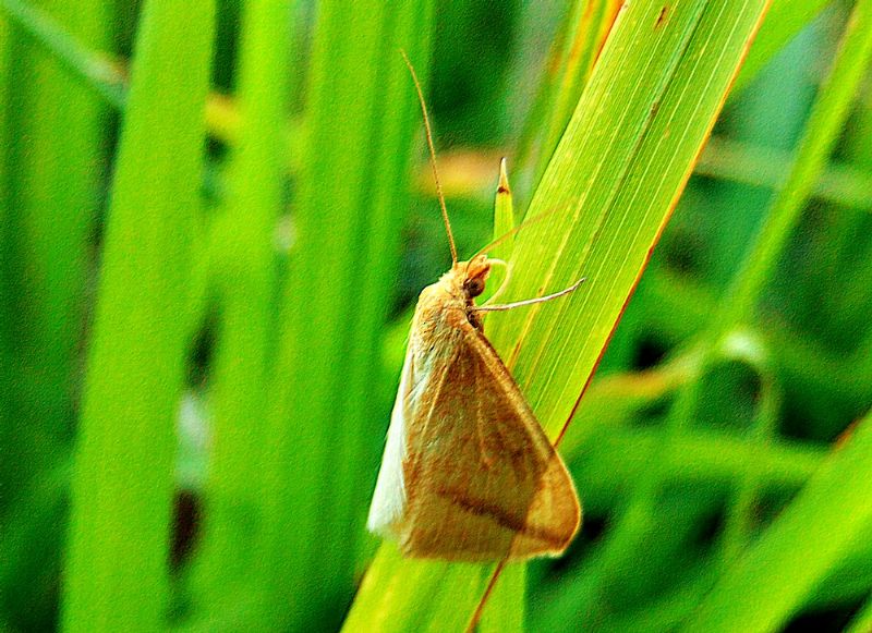 farfalla da identificare: Rhodometra sacraria  (Geometridae)