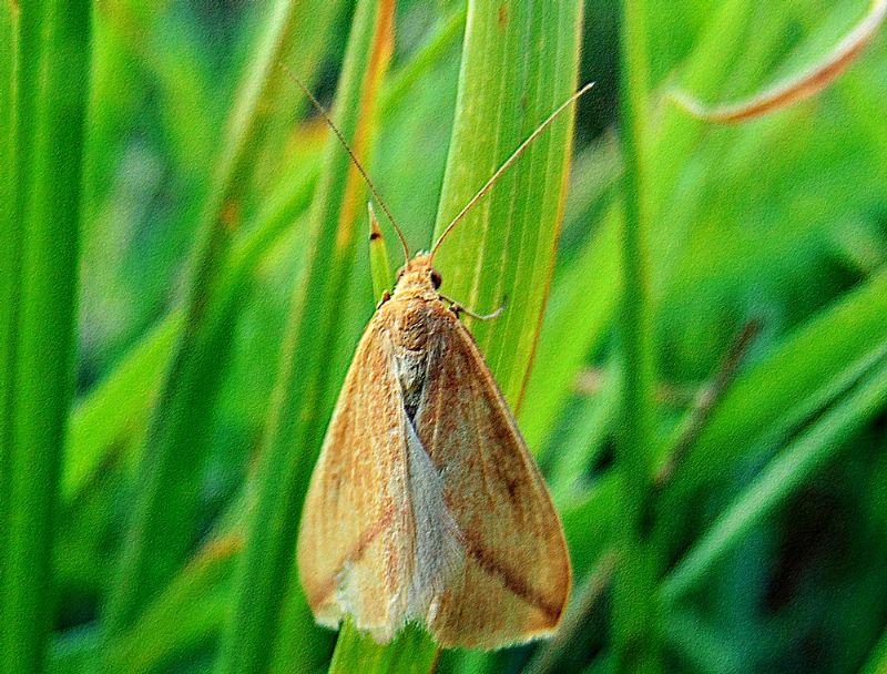 farfalla da identificare: Rhodometra sacraria  (Geometridae)