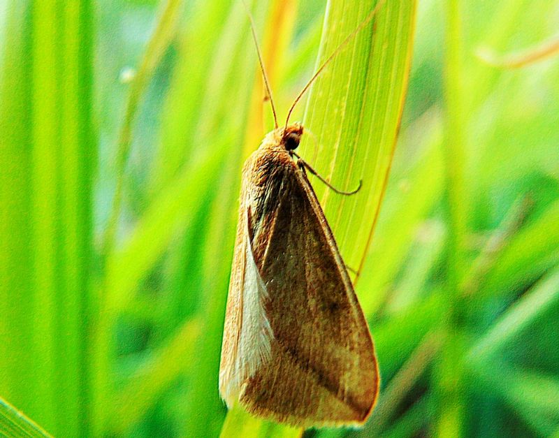 farfalla da identificare: Rhodometra sacraria  (Geometridae)