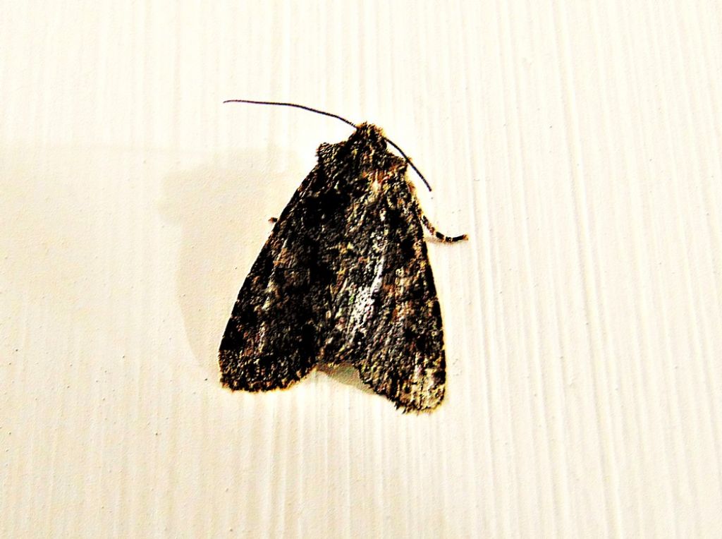 id falena: fam. Noctuidae