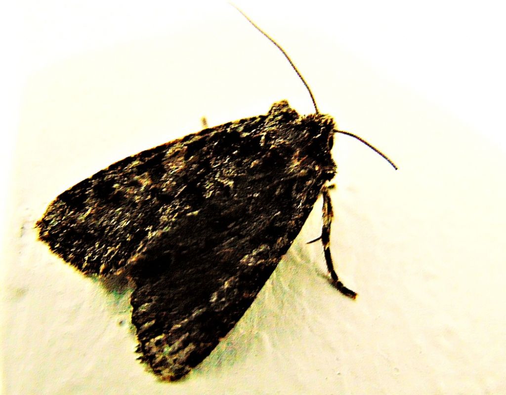 id falena: fam. Noctuidae