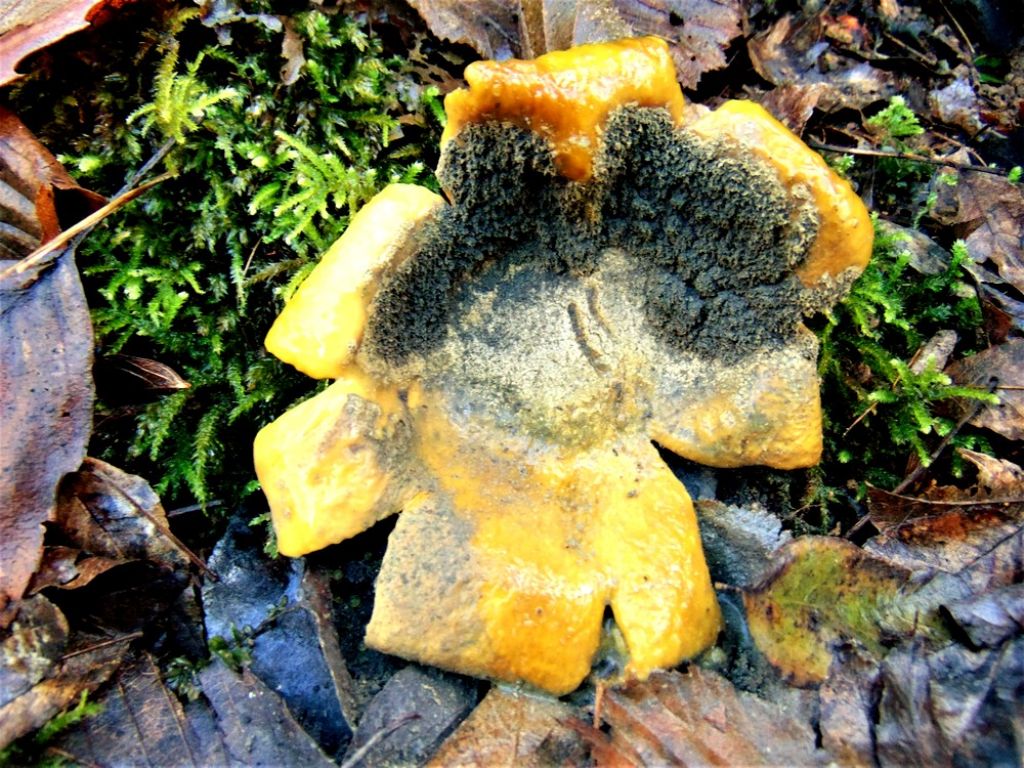 fungo da det.: cfr. Scleroderma sp. , Natura Mediterraneo | Forum ...