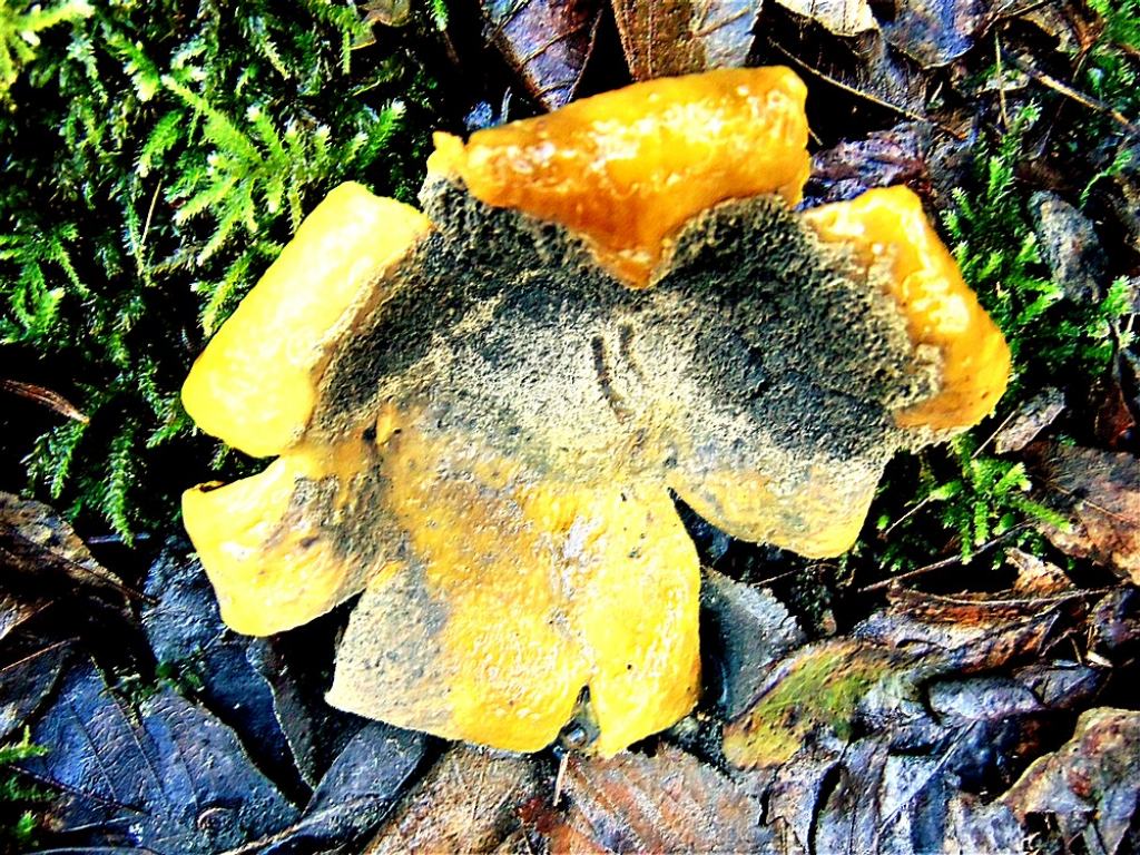 fungo da det.: cfr. Scleroderma sp. , Natura Mediterraneo | Forum ...
