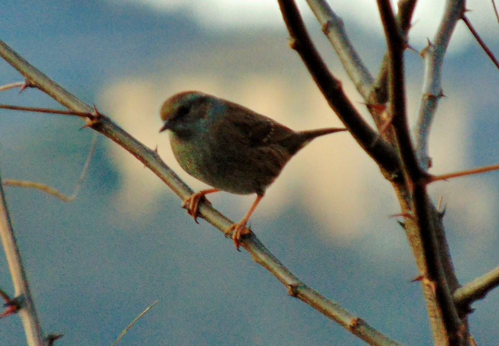 Uccellino da identificare:  Passera scopaiola (Prunella modularis)