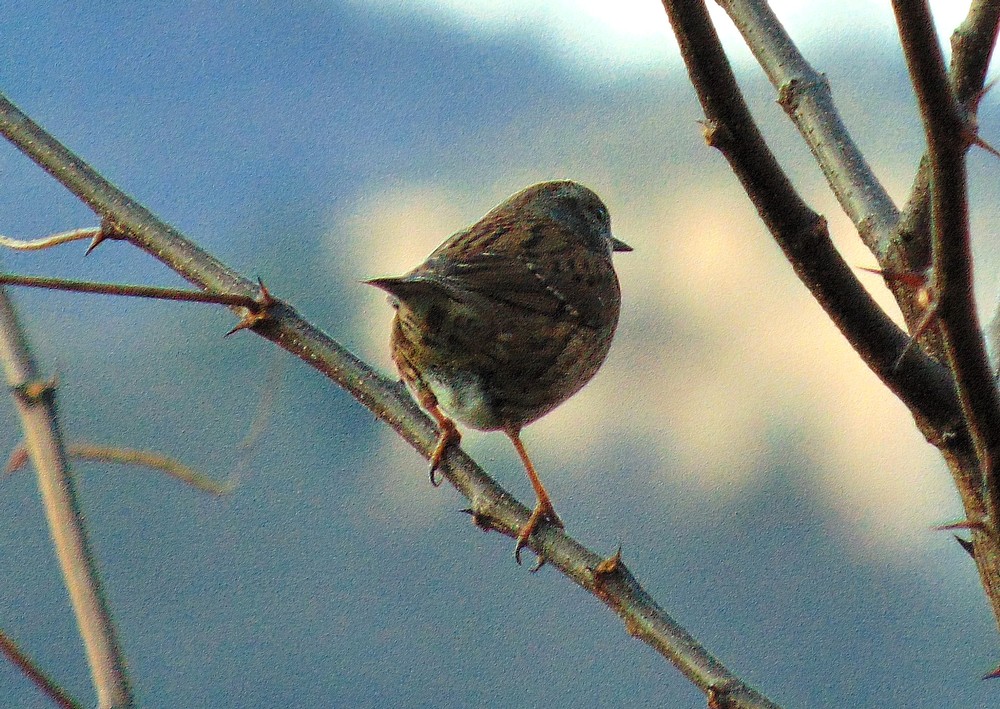 Uccellino da identificare:  Passera scopaiola (Prunella modularis)