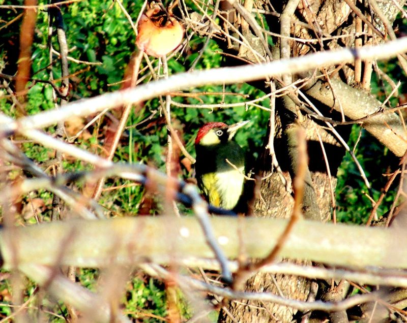 Picchio verde (Picus viridis)