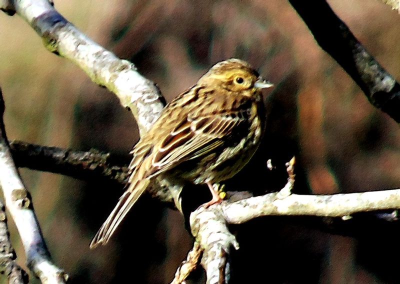 Zigolo giallo (Emberiza citrinella)