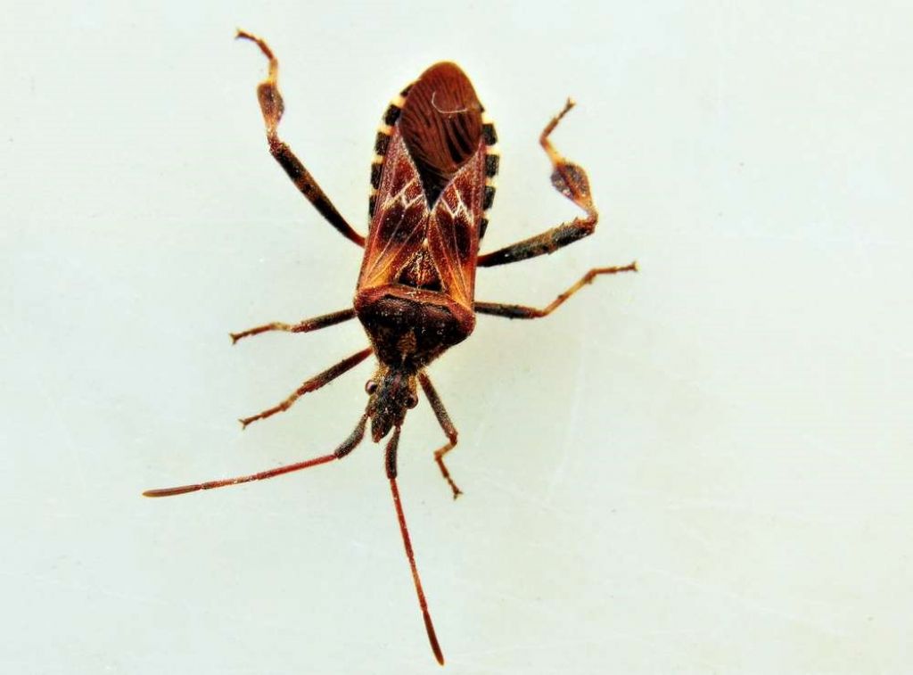 Coreidae: Leptoglossus occidentalis