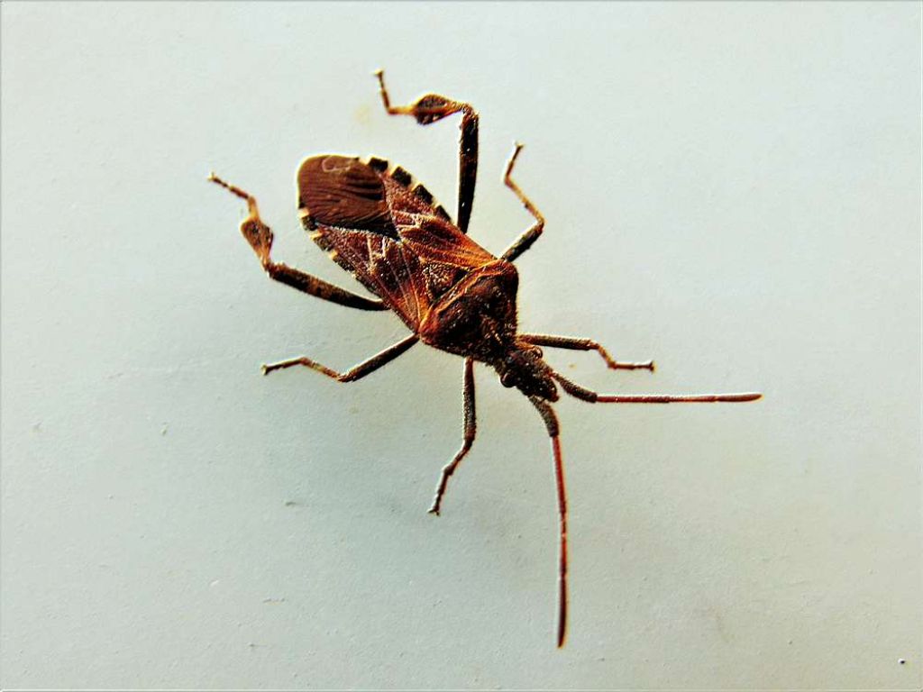 Coreidae: Leptoglossus occidentalis