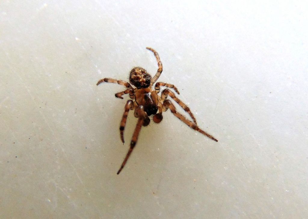 Araneidae: cfr. Leviellus sp.  - Capomorone (GE)