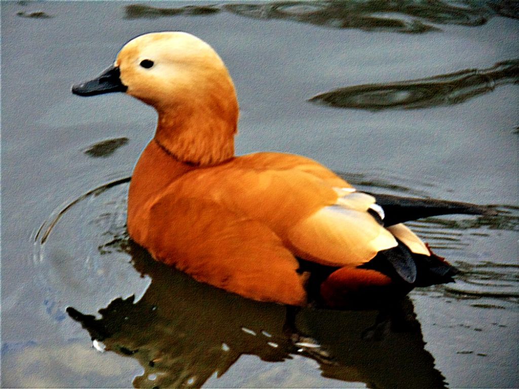 uccello daidentificare:  Casarca (Tadorna ferruginea)