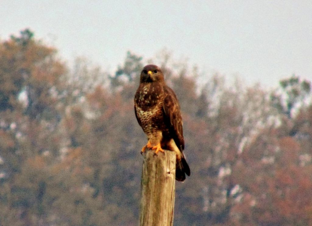 E'' una poiana (Buteo buteo)?  S !