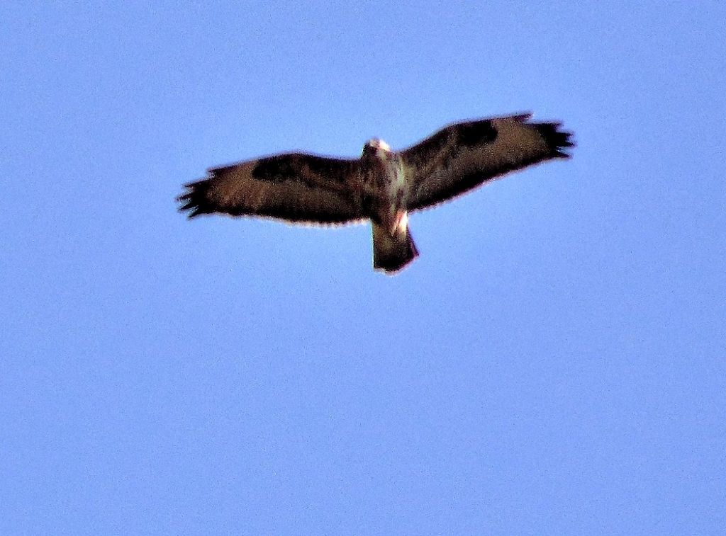 uccelli da id: Poiana (Buteo buteo)