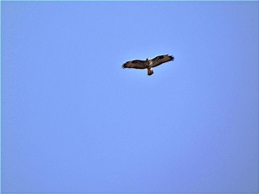 uccelli da id: Poiana (Buteo buteo)