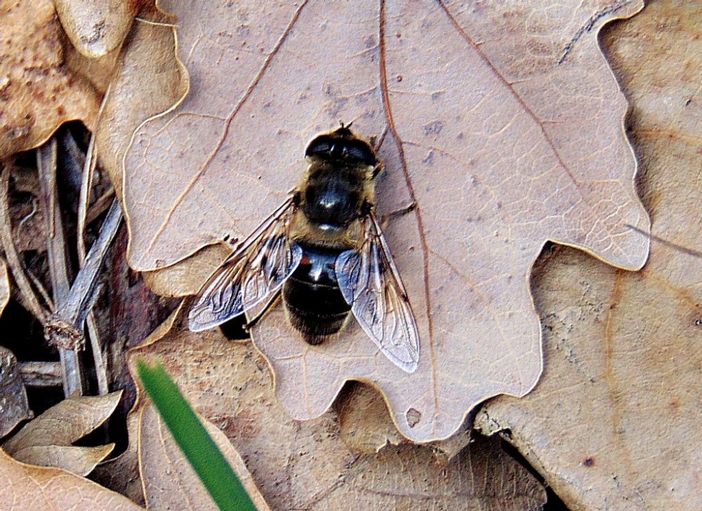 Syrphidae da det