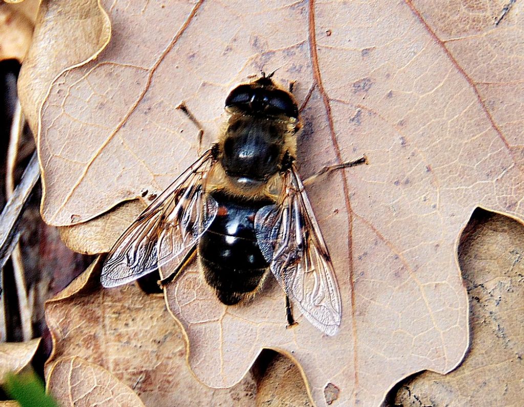 Syrphidae da det