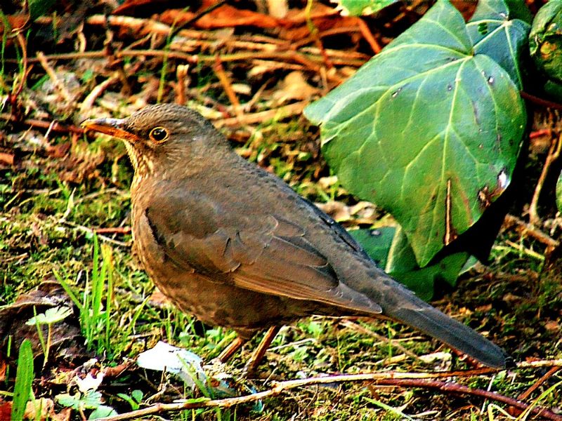 Uccello da identificare: Merlo femmina (Turdus merula)