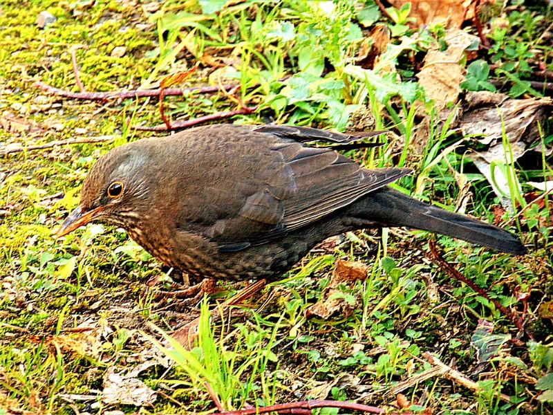 Uccello da identificare: Merlo femmina (Turdus merula)