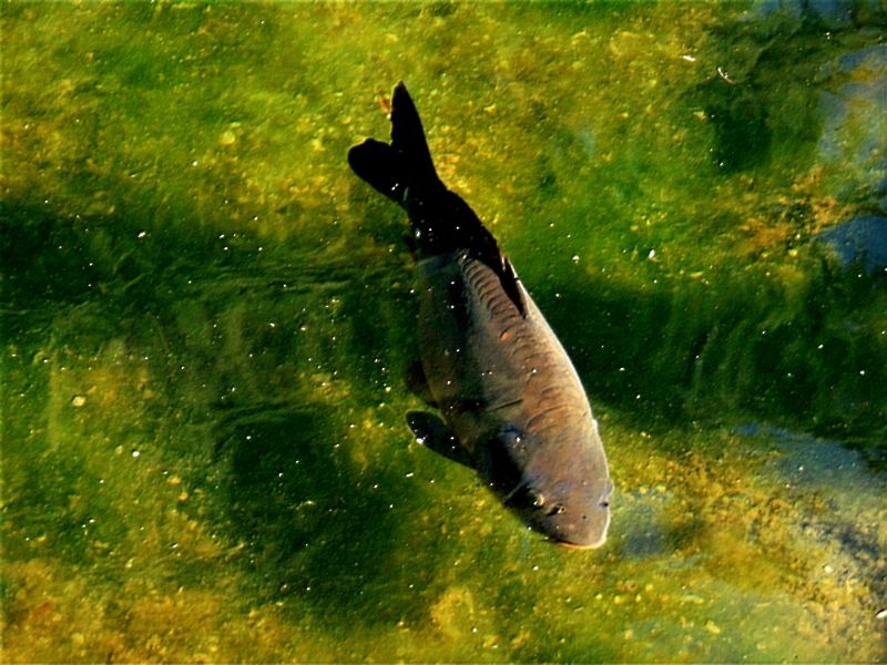 pesce da identificare:  Carpa (Cyprinus carpio)